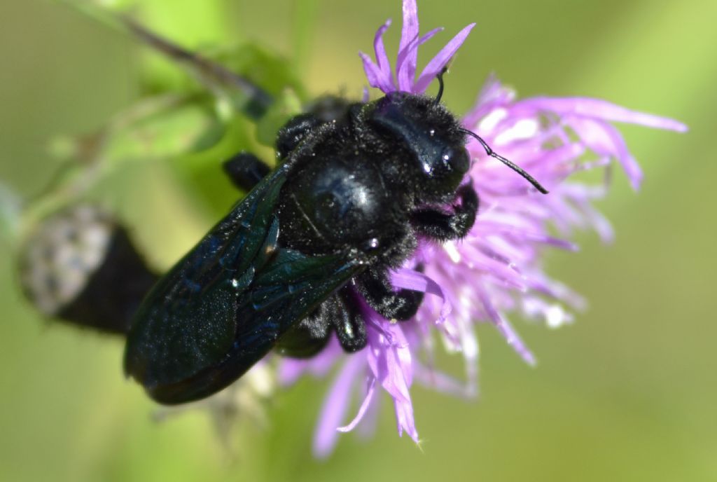 Xylocopa sp., Apidae